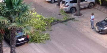 Cae una rama de un árbol de gran tamaño en el Paseo San Isidro