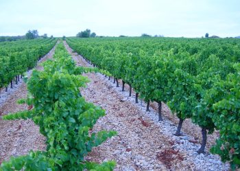 Asaja pide a Enesa y Agroseguro que se incluyan los golpes de calor como riesgo principal en el seguro de la uva