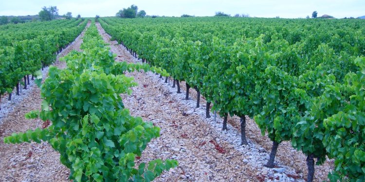 Asaja pide a Enesa y Agroseguro que se incluyan los golpes de calor como riesgo principal en el seguro de la uva