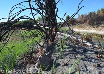 La vida resurge en la zona quemada del Parque Natural de las Lagunas de Ruidera