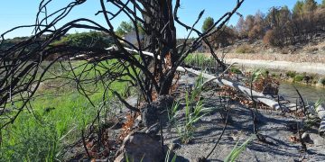 La vida resurge en la zona quemada del Parque Natural de las Lagunas de Ruidera