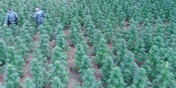 La Guardia Civil encuentra más de 1.300 plantas de marihuana en un recóndito paraje de Castilla-La Mancha