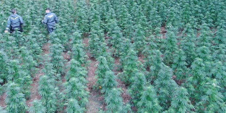 La Guardia Civil encuentra más de 1.300 plantas de marihuana en un recóndito paraje de Castilla-La Mancha