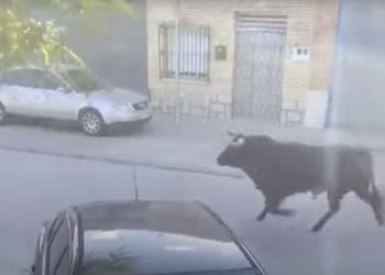 Un toro se escapa del recorrido de un encierro y siembra el pánico por las calles de Mocejón (Toledo)