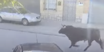 Un toro se escapa del recorrido de un encierro y siembra el pánico por las calles de Mocejón (Toledo)