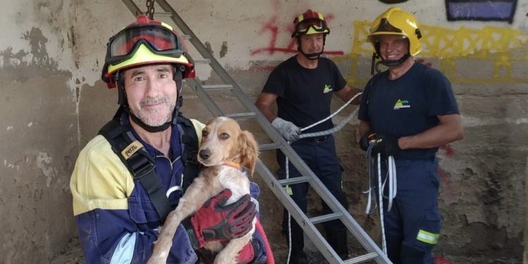 Los bomberos rescatan a un perro que había caído a un pozo de 5 metros de profundidad en Ciudad Real