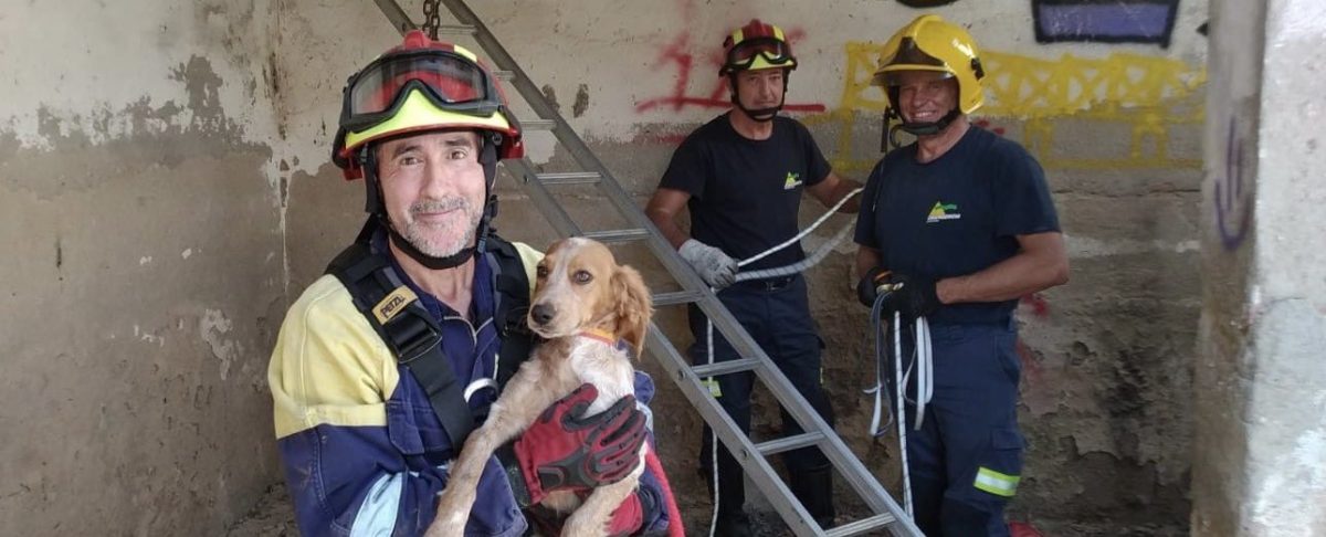 Los bomberos rescatan a un perro que había caído a un pozo de 5 metros ...