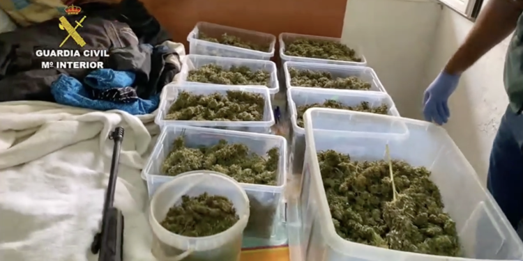 VÍDEO: Desarticulados tres invernaderos y dos puntos de venta de marihuana entre Tomelloso y Pedro Muñoz