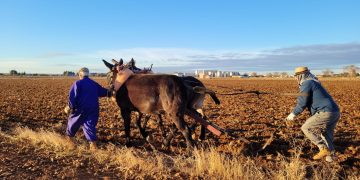 «Descorcha Tomelloso» acoge el «Día de la Simienza Tradicional», con una demostración de siembra con mulas