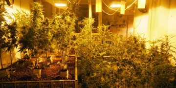Detenidos en Castilla La Mancha por cultivar marihuna y defraudar cerca de 16.000 euros en fluido eléctrico