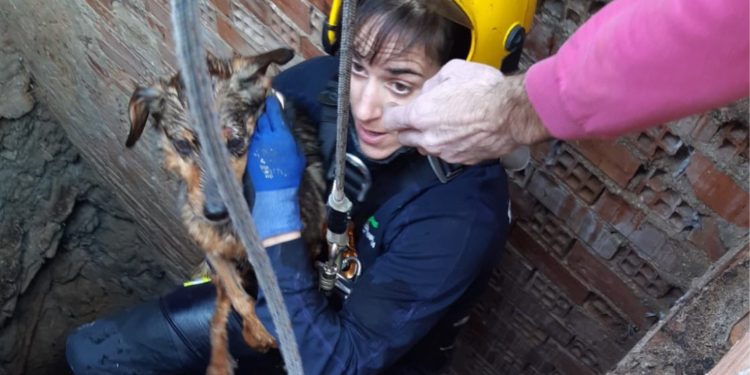 Los bomberos rescatan a un perro que había caído a un pozo de 10 metros de profundidad en Ciudad Real