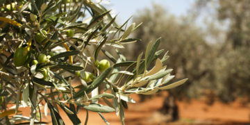 La Guardia Civil detiene a dos personas por robar 25.000 kilos de aceitunas en la provincia de Ciudad Real