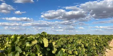 ASAJA pide más vigilancia y colaboración ciudadana ante la oleada de robos en explotaciones agrarias de Tomelloso