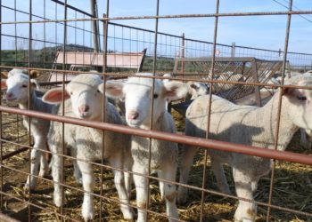 Alcázar de San Juan registra el último brote de viruela ovina, que suma 38.000 animales muertos en Castilla-La Mancha