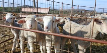 Alcázar de San Juan registra el último brote de viruela ovina, que suma 38.000 animales muertos en Castilla-La Mancha