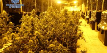 Incautan 1.000 plantas de marihuana que se cultivaban en una nave de Cazalegas