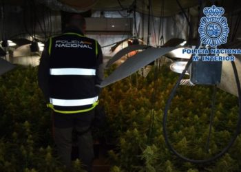 La Policía Nacional desmantela 619 plantas de marihuana en Alcázar de San Juan