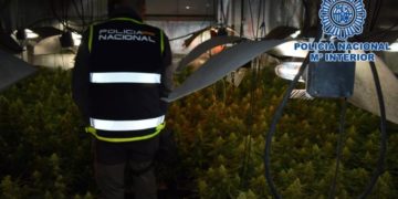La Policía Nacional desmantela 619 plantas de marihuana en Alcázar de San Juan