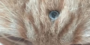 APAYMA Argamasilla de Alba denuncia el maltrato continuado a una colonia de gatos de Tomelloso