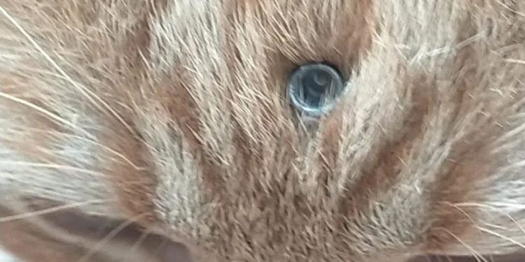 APAYMA Argamasilla de Alba denuncia el maltrato continuado a una colonia de gatos de Tomelloso