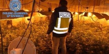 Detienen a una persona en Alcázar de San Juan que cultivaba más de 700 plantas de marihuana