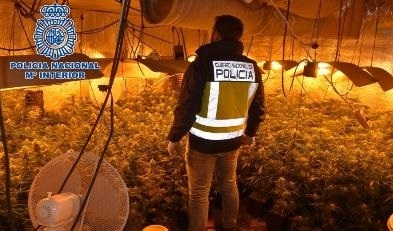 Detienen a una persona en Alcázar de San Juan que cultivaba más de 700 plantas de marihuana