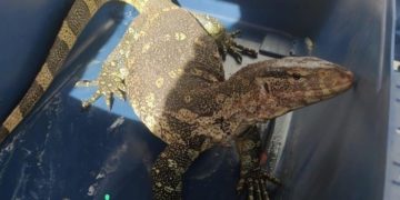 El Seprona encuentra un Varano del Nilo, una especie exótica protegida, en un domicilio de Villarta de San Juan