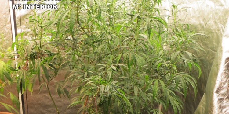 Detenido un varón de 41 años por cultivar y vender marihuana en La Gineta
