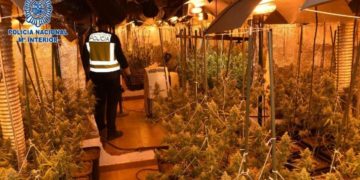 Detenido un varón de Alcázar de San Juan que escondía 500 plantas de marihuana en una casa de campo