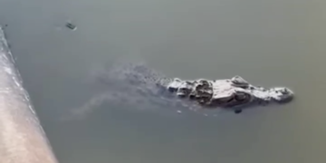 Aparece un caimán de 95 centímetros en una balsa de agua de un terreno de Toledo, mordiendo a uno de sus capturadores