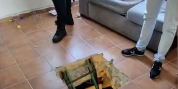 Encuentran 247 plantas de marihuana que se encontraban ocultas debajo del sofá del salón de una vivienda de Toledo