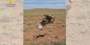 El Seprona rescata a un búho real atrapado en un vallado de Espino en Villanueva de los Infantes