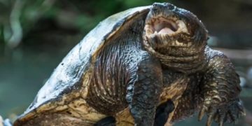 Graban cómo capturan una tortuga gigante que puede amputar dedos en una laguna de un parque municipal de Toledo