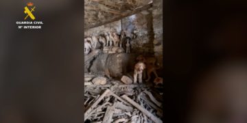 Rescatan a 24 perros hacinados en una leñera de 60 metros cuadrados de Castilla-La Mancha, sin luz ni ventilación