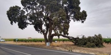 Se parte una de las ramas de la emblemática Carrasca de la Sandalia, situada en la carretera que une Tomelloso con Pedro Muñoz