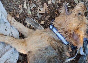 Rescatan con vida a dos perros que estaban encerrados en un vehículo a pleno sol en las Lagunas de Ruidera