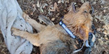 Rescatan con vida a dos perros que estaban encerrados en un vehículo a pleno sol en las Lagunas de Ruidera