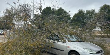 Se cae un árbol por culpa del viento y aplasta un vehículo que estaba aparcado en la Calle Pintor Velázquez de Tomelloso