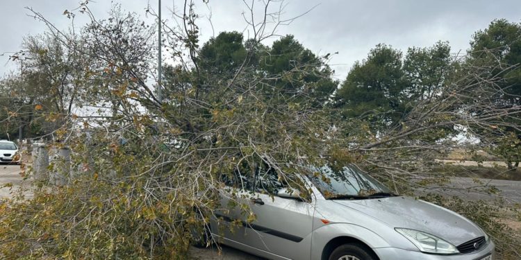 Se cae un árbol por culpa del viento y aplasta un vehículo que estaba aparcado en la Calle Pintor Velázquez de Tomelloso