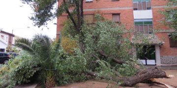 Las intensas rachas de viento de la borrasca «Ciarán» provocan numerosas caídas de árboles, ramas y cornisas en Tomelloso