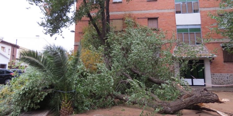 Las intensas rachas de viento de la borrasca «Ciarán» provocan numerosas caídas de árboles, ramas y cornisas en Tomelloso