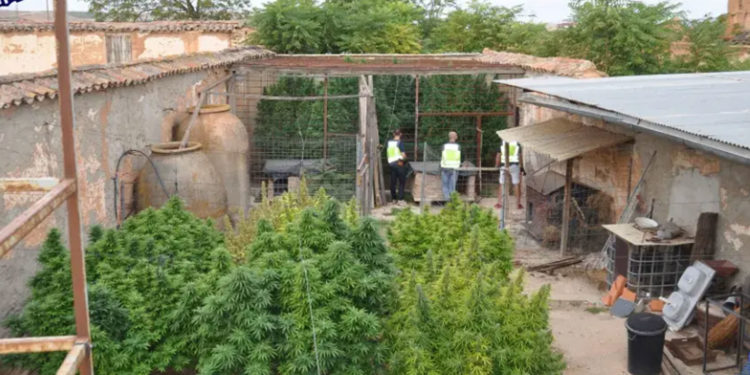 Detenido en Valdepeñas un hombre por posesión de 10 kilos de cogollos de marihuana y tenencia ilícita de armas