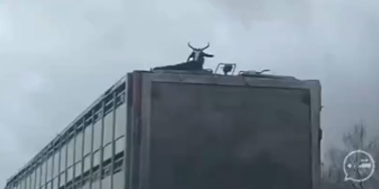 VÍDEO | Circula con una cabra en el techo de un camión por un pueblo de Castilla-La Mancha