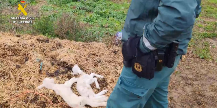 El vídeo de la «granja de los horrores» desmantelada en Castilla-La Mancha con decenas de animales muertos y sin atención de su dueño