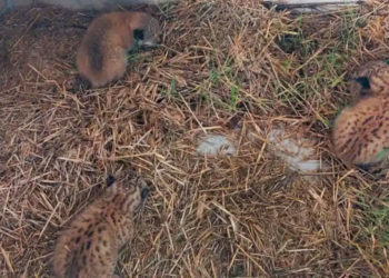 Aparecen tres crías de lince ibérico recién nacidas y acurrucadas en el pajar de un ganadero de Castilla-La Mancha