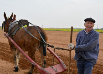 Antonio Cañas, el hombre que labra la tierra en Tomelloso “como hobby” junto a su inseparable mula