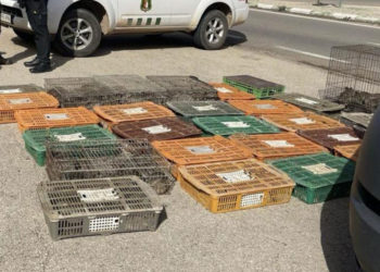 Localizan a un hombre en El Toboso con más de 300 conejos vivos en jaulas para su venta ilegal a cotos de caza