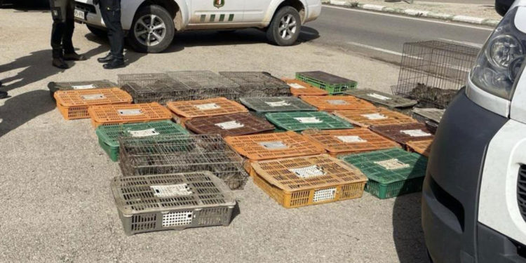 Localizan a un hombre en El Toboso con más de 300 conejos vivos en jaulas para su venta ilegal a cotos de caza