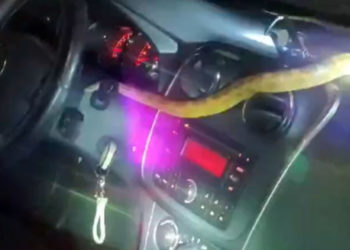 Una mujer que circulaba por la A-4 en dirección a Castilla-La Mancha encuentra una serpiente en el interior de su vehículo