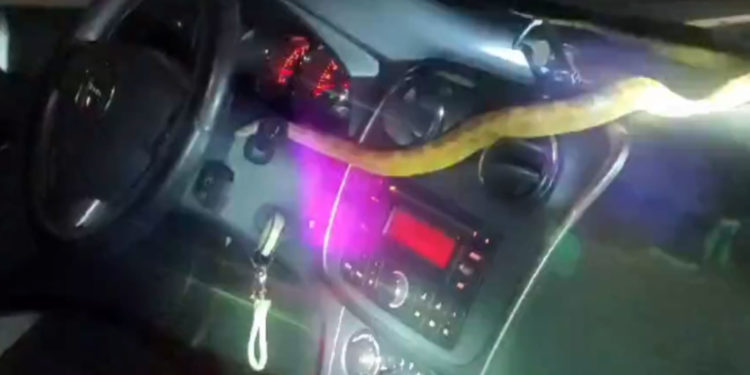 Una mujer que circulaba por la A-4 en dirección a Castilla-La Mancha encuentra una serpiente en el interior de su vehículo